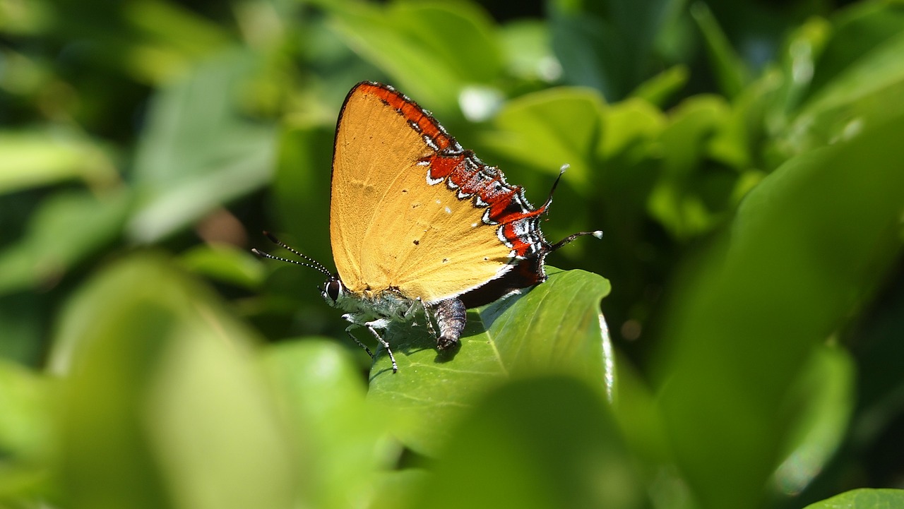 butterfly yellow free pictures free photo