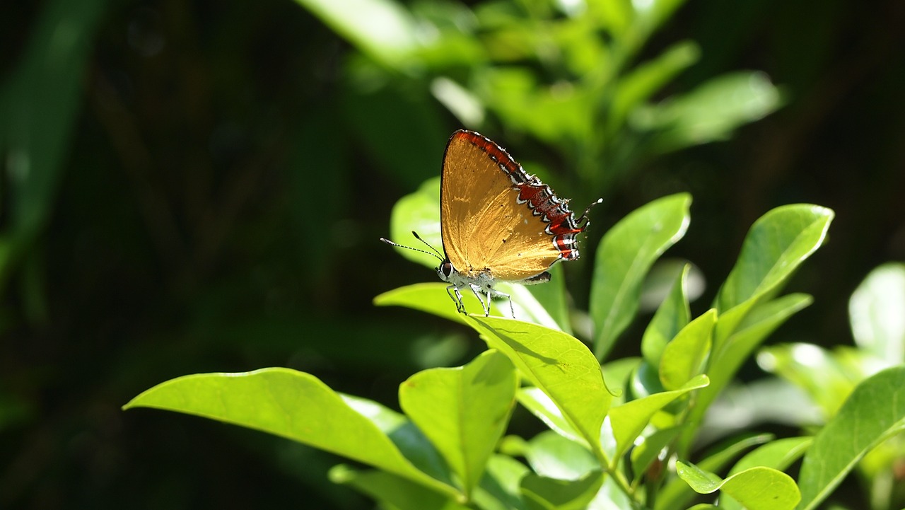 butterfly light transmittance foliage free photo