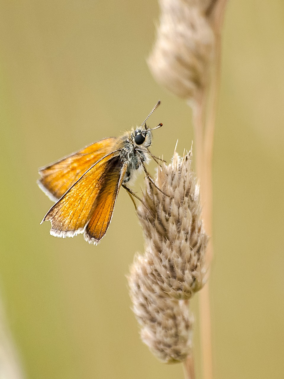 butterfly skipper animal free photo