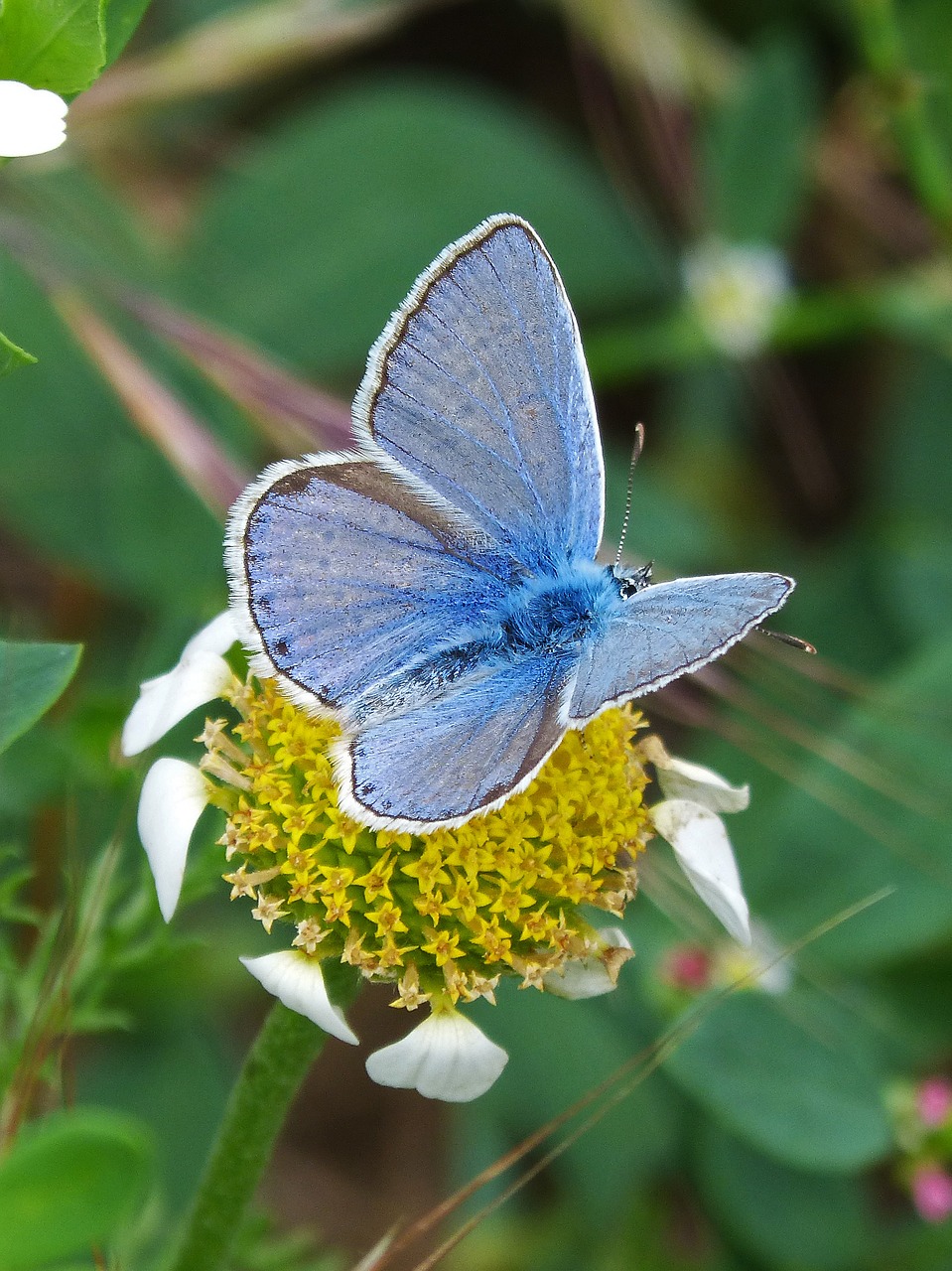 butterfly flower pollen free photo