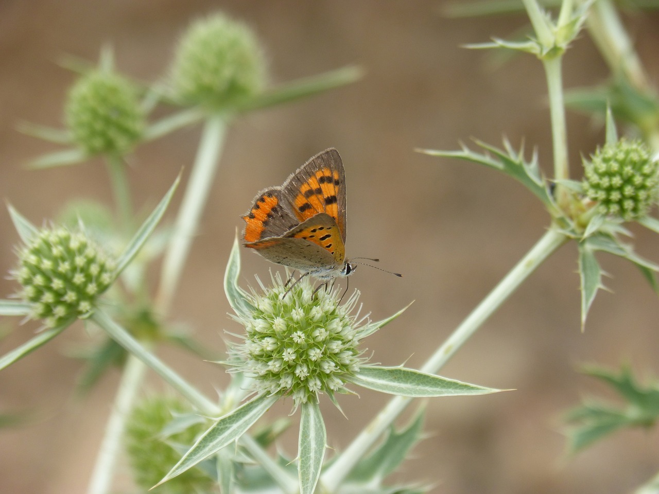 butterfly lycaena phlaeas dry flower free photo