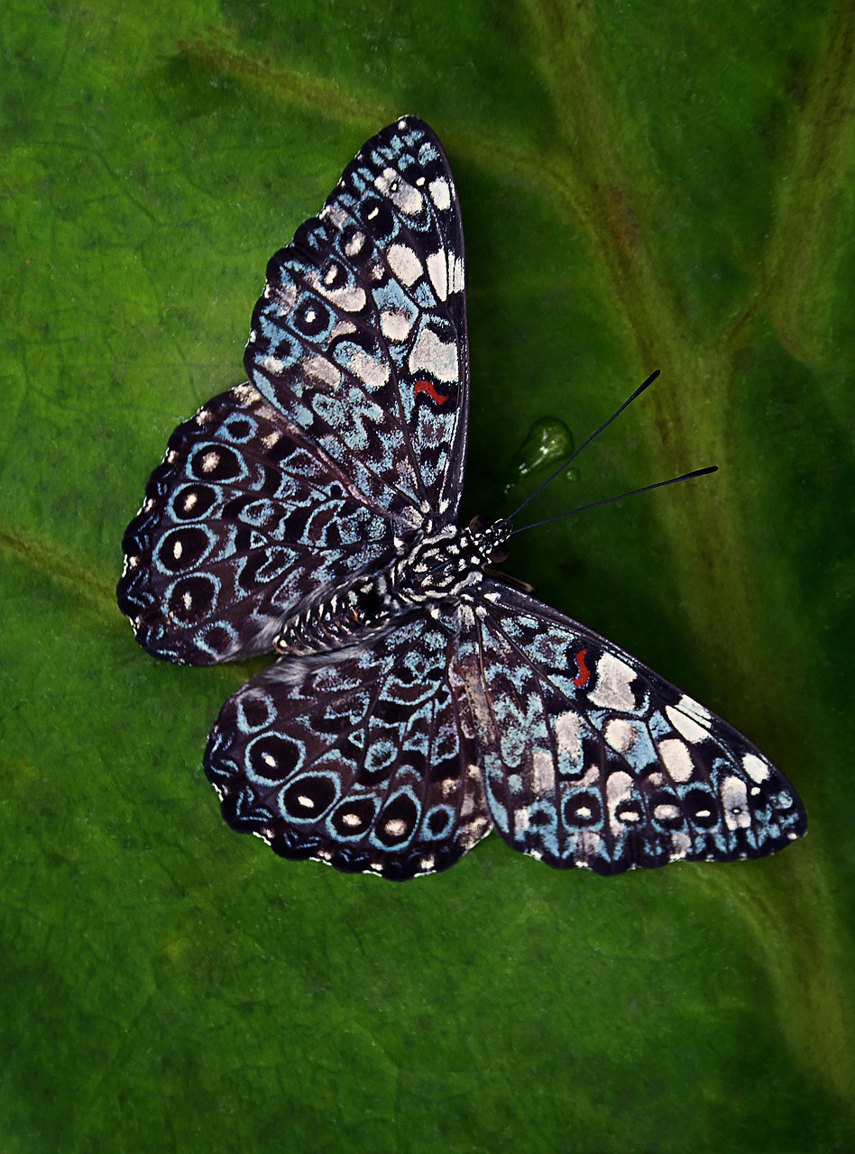 butterfly insect nature free photo