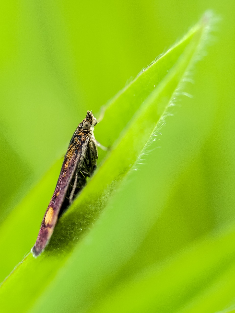 butterfly nature animal free photo