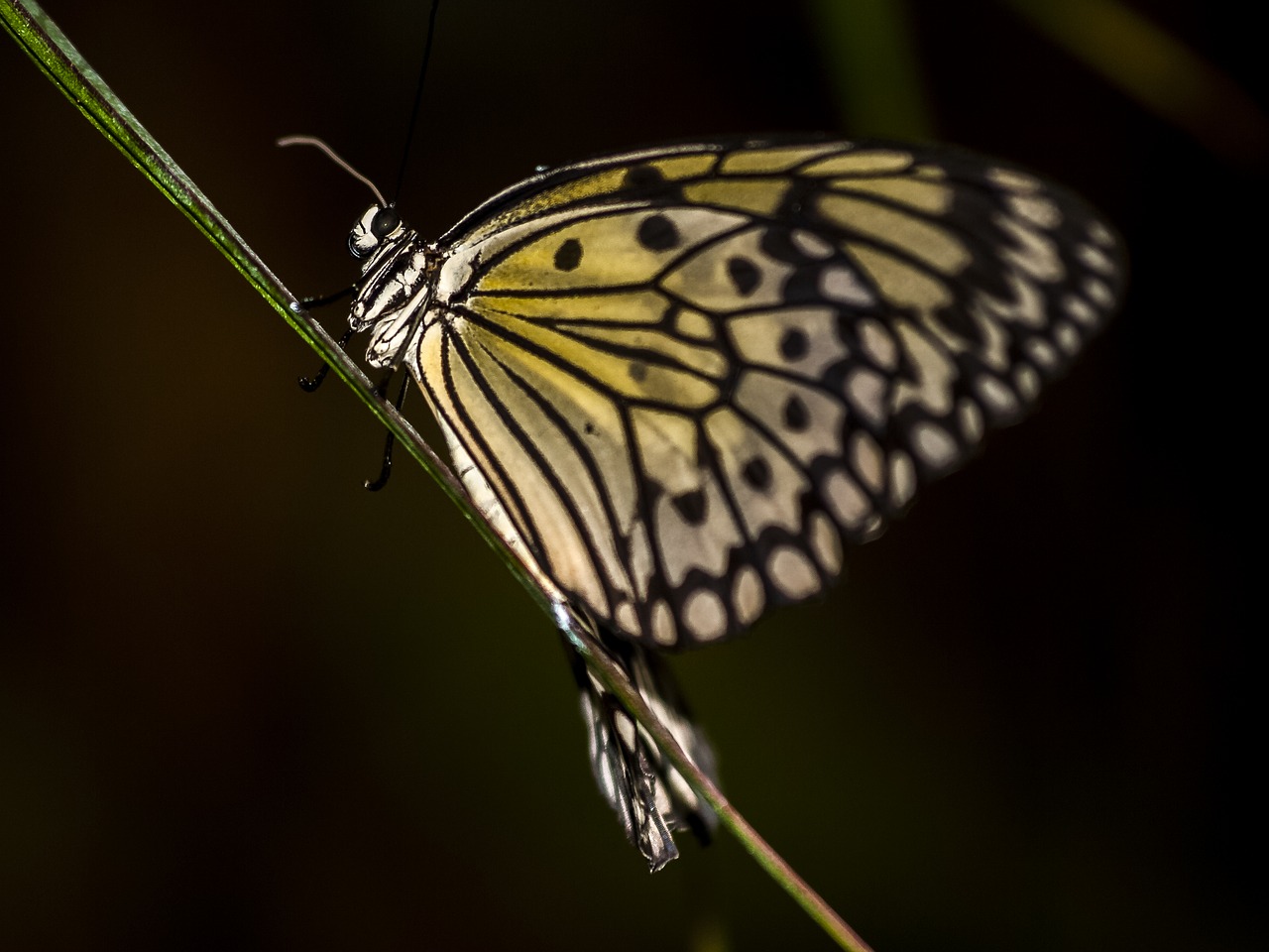 butterfly insect nature free photo