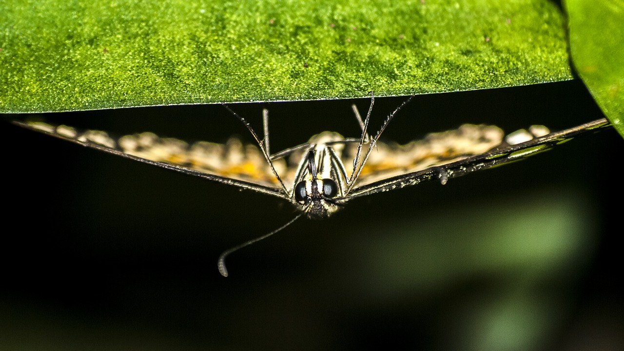 butterfly insect nature free photo