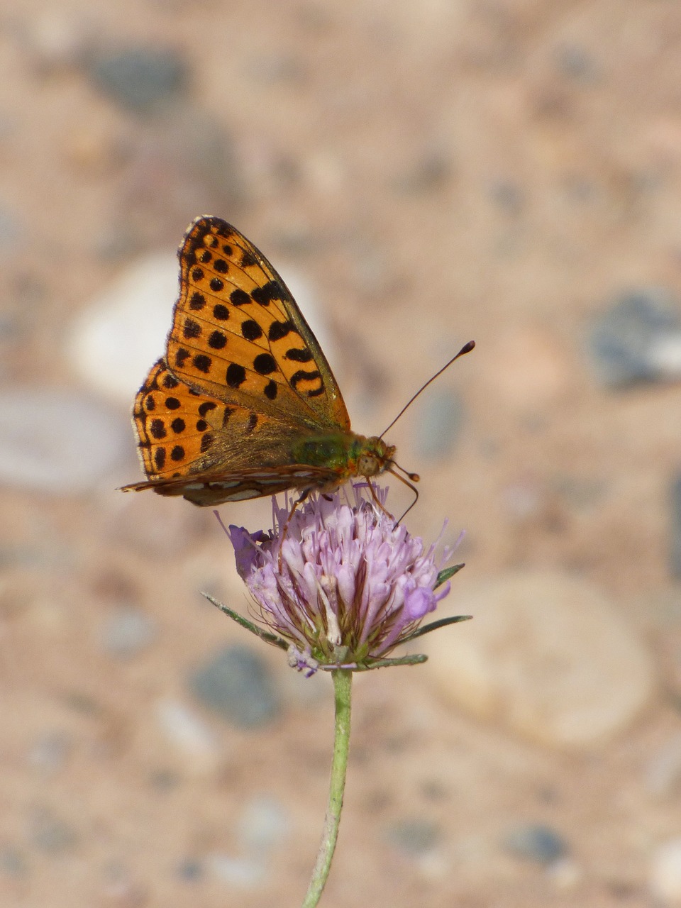 butterfly butterfly aranja wild flower free photo