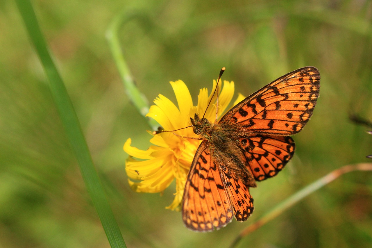 butterfly nature meadow free photo