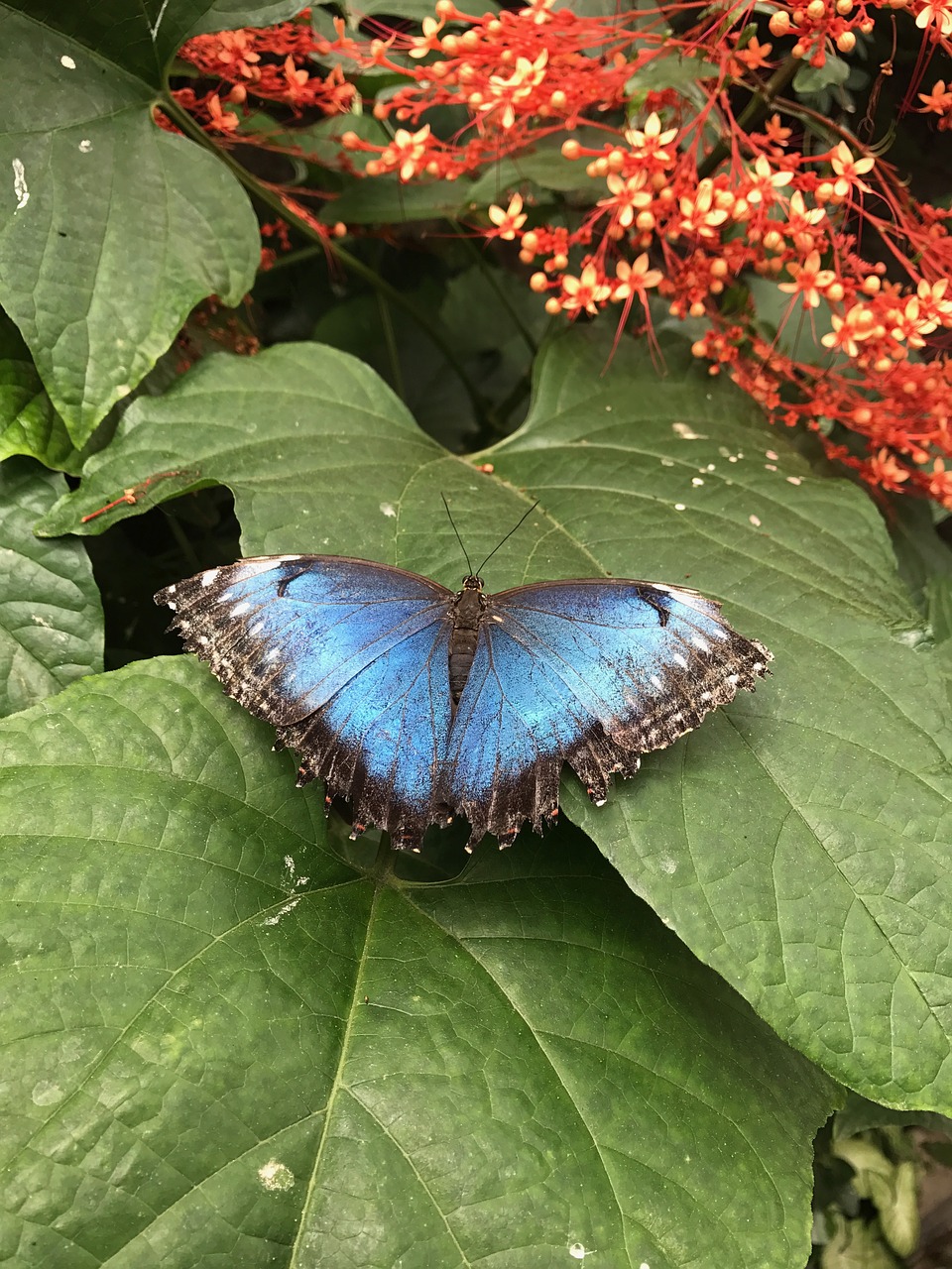 butterfly blue nature free photo