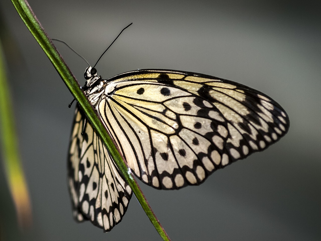 butterfly insect nature free photo