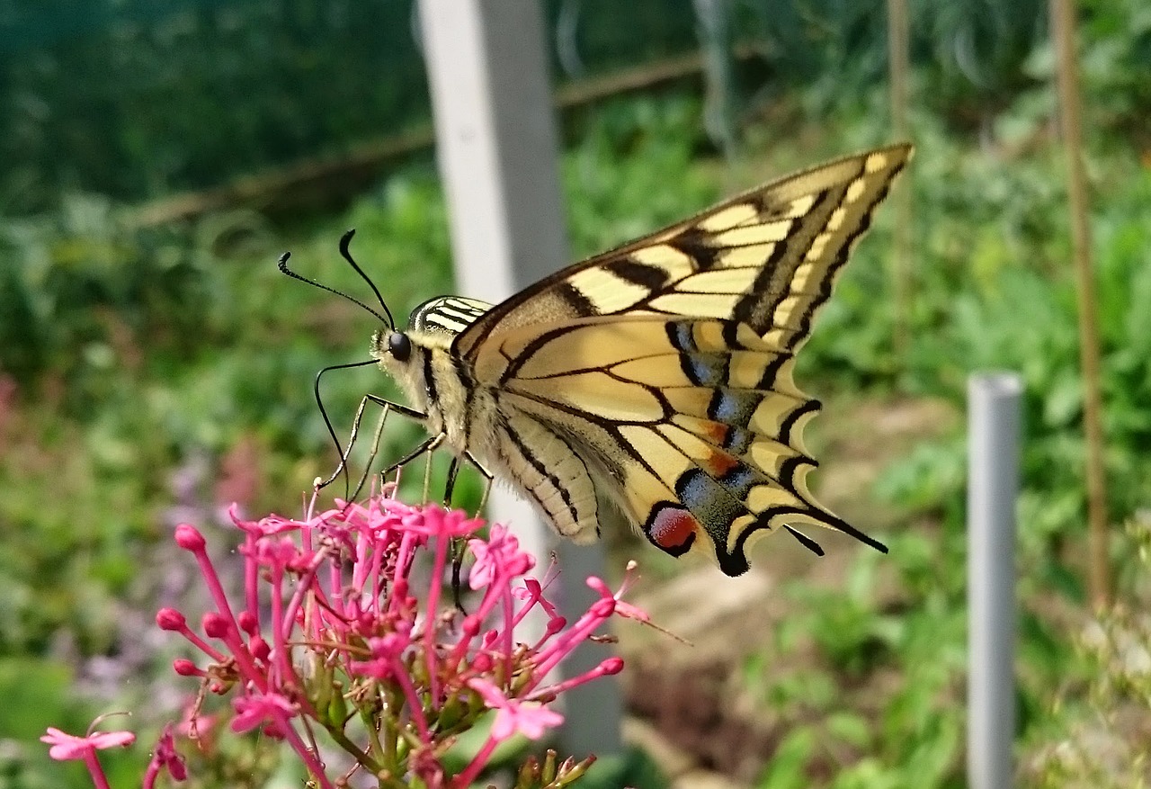 butterfly swallowtail nature free photo