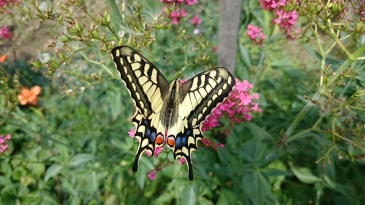 butterfly swallowtail nature free photo