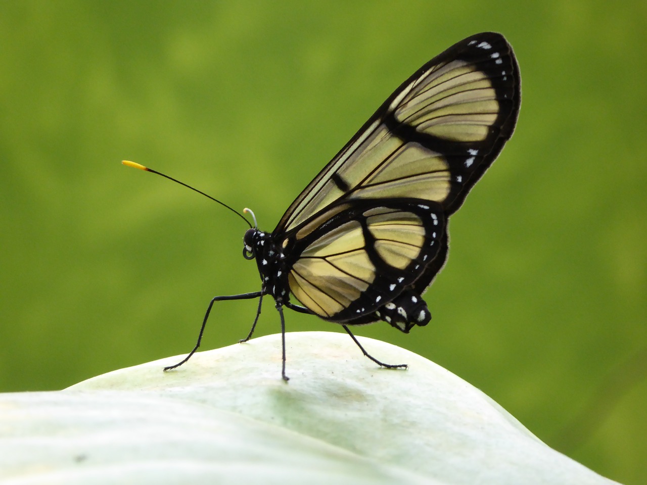 butterfly close transparent free photo