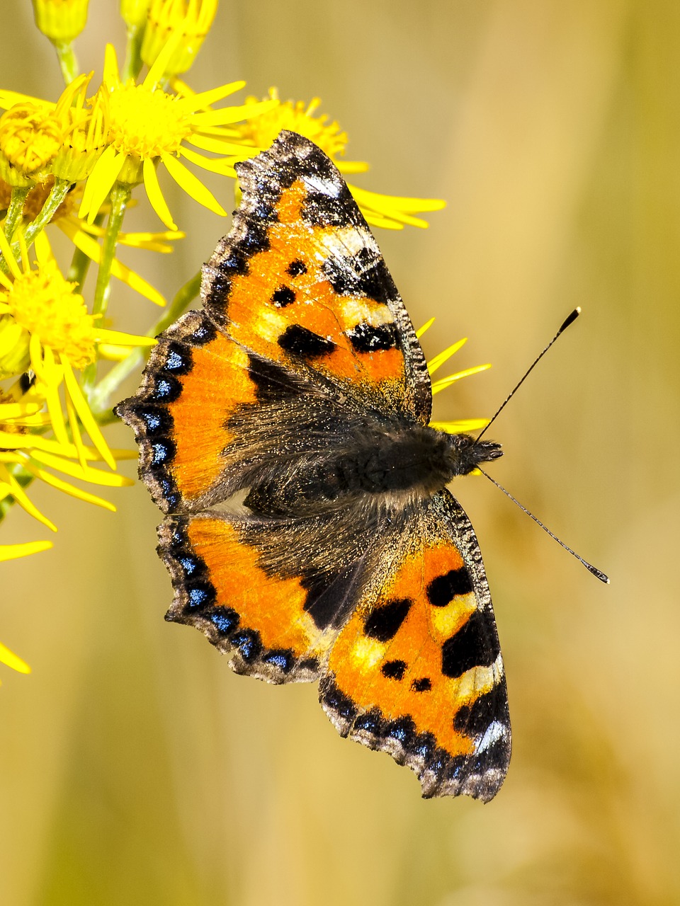 butterfly little fox insect free photo