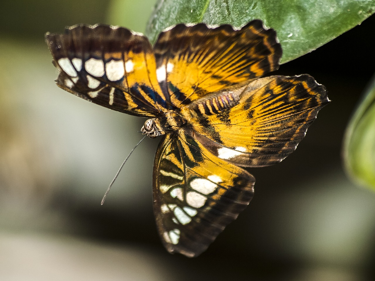 butterfly insect nature free photo