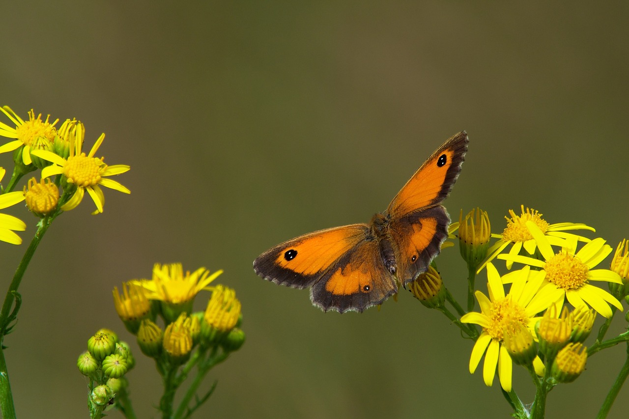 butterfly nature flower free photo