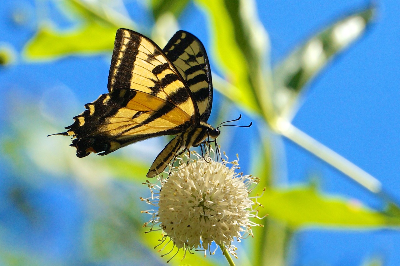 butterfly nature flower free photo