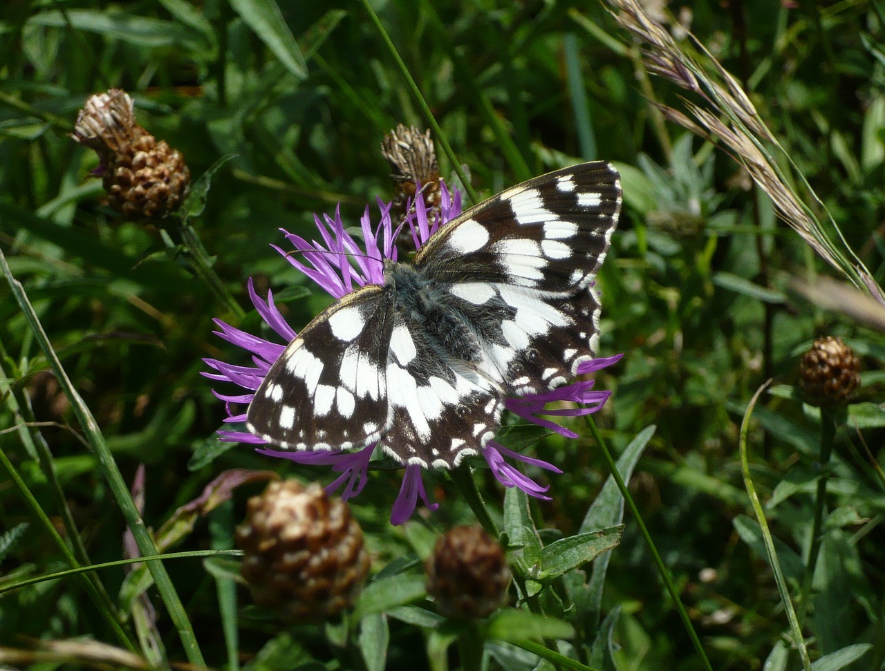 butterfly flower animal free photo