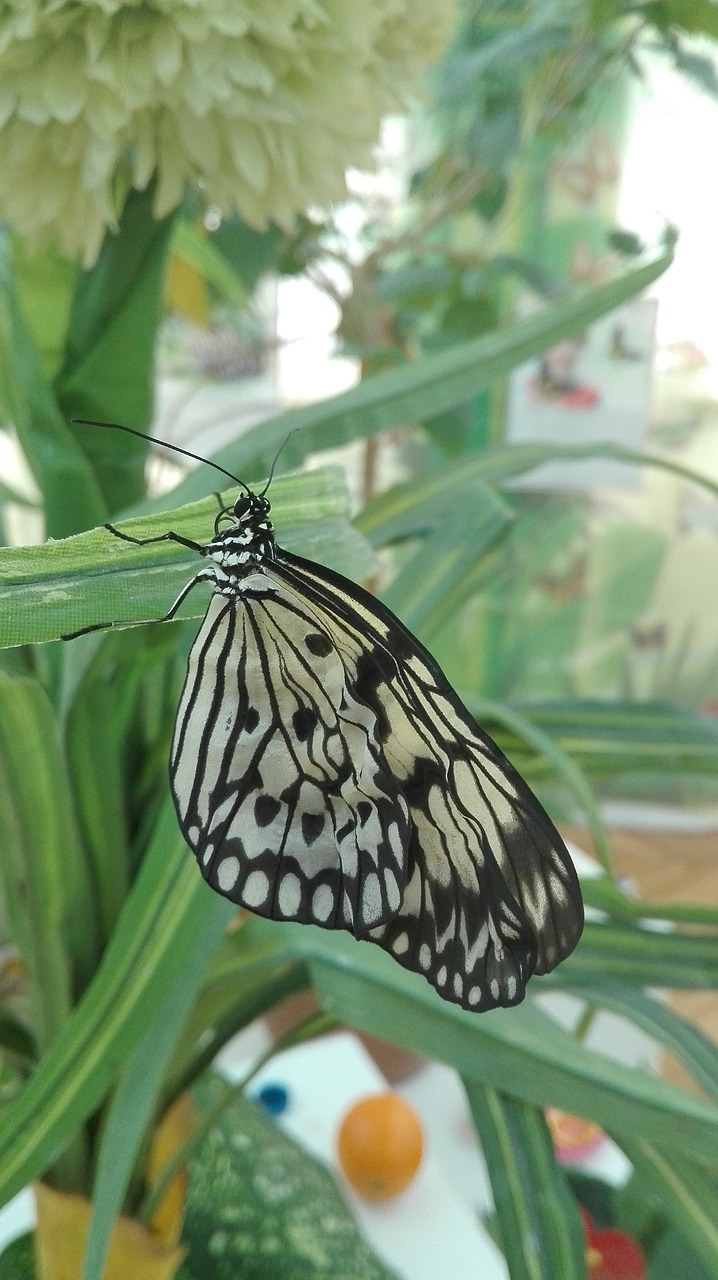 butterfly nature wings free photo