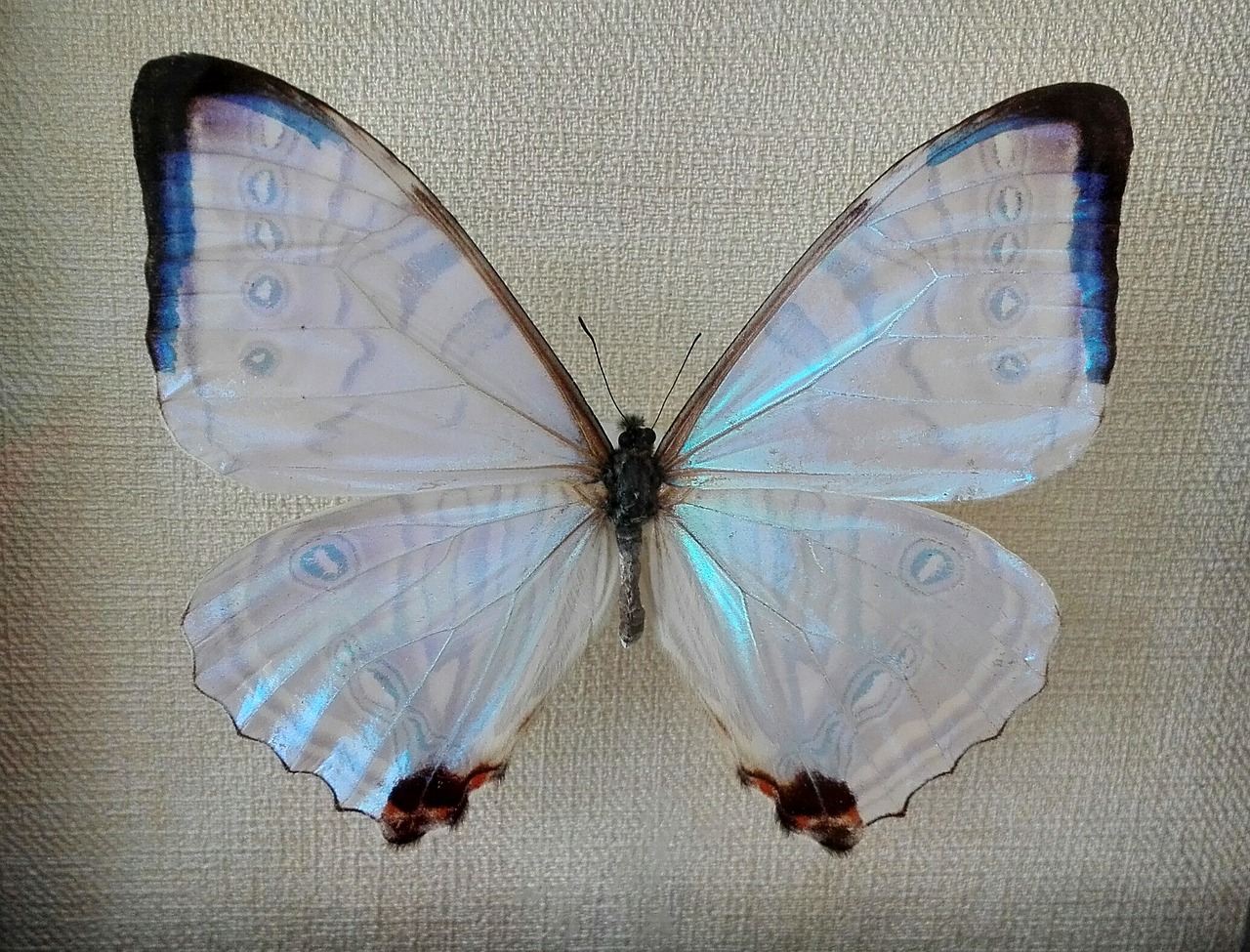 butterfly mother of pearl nature free photo