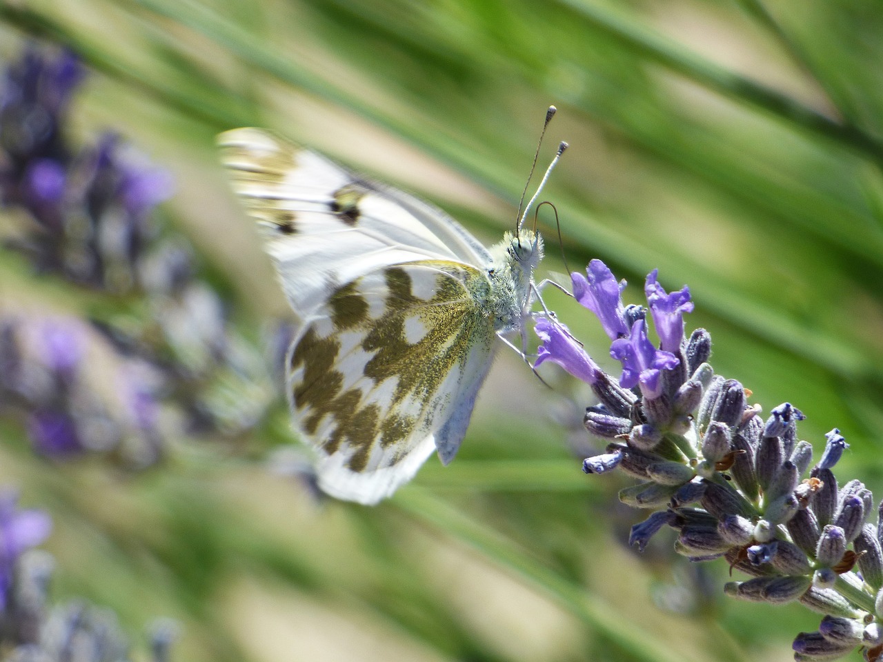 butterfly wild flower lavender free photo