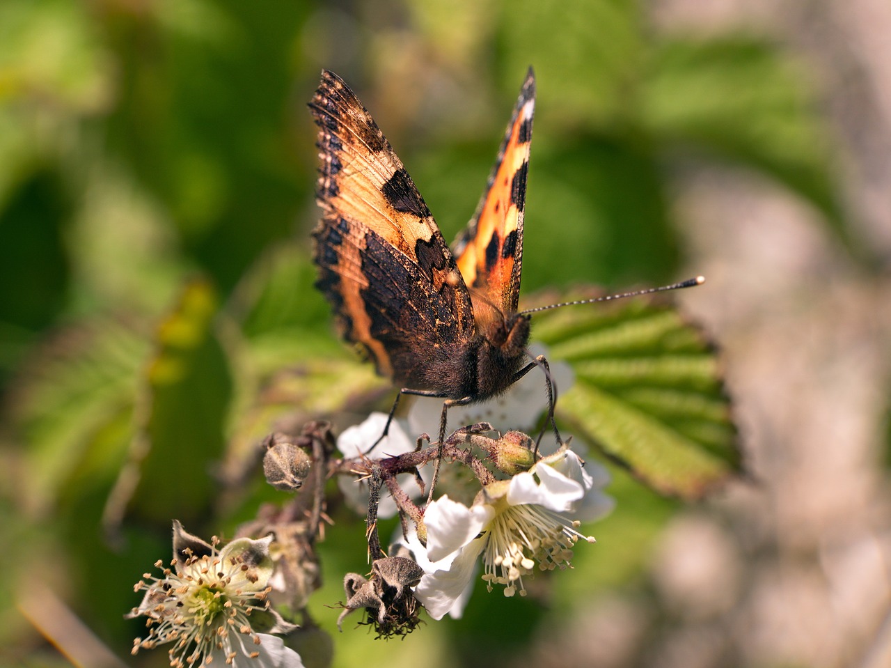 butterfly nature meadow free photo