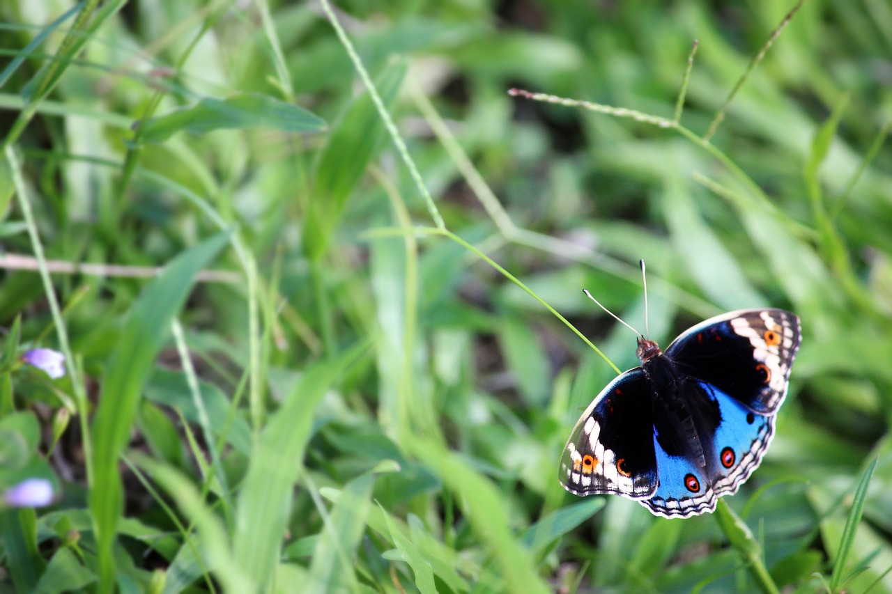 butterfly macro insect free photo