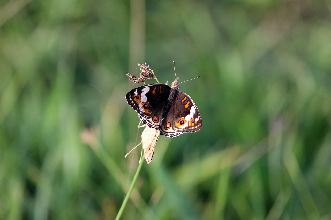 butterfly macro insect free photo