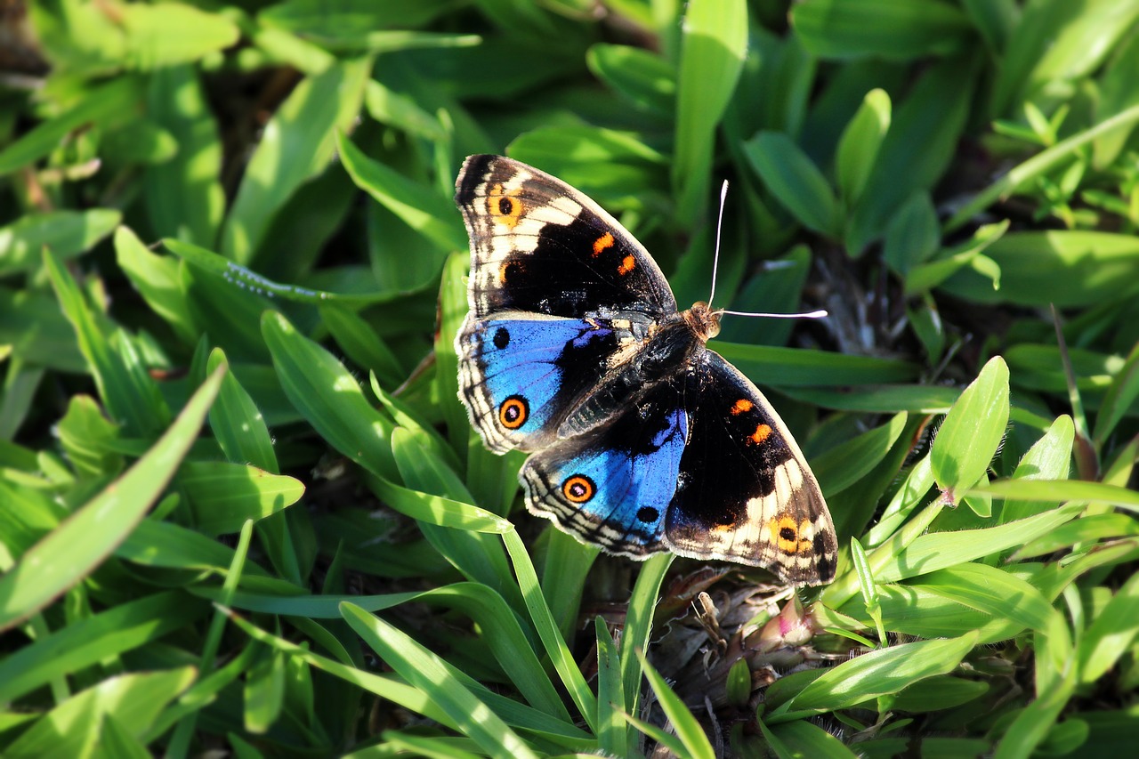 butterfly macro insect free photo