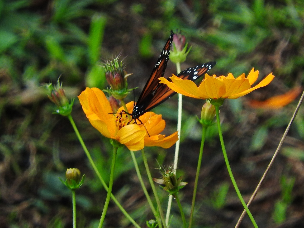 butterfly flower nature free photo