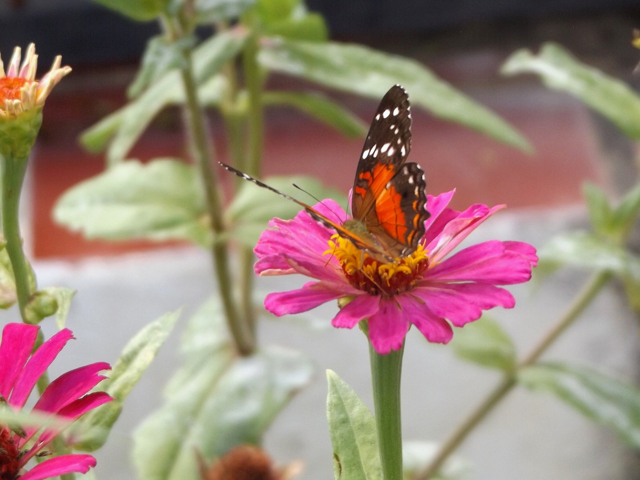 butterfly in the free photo