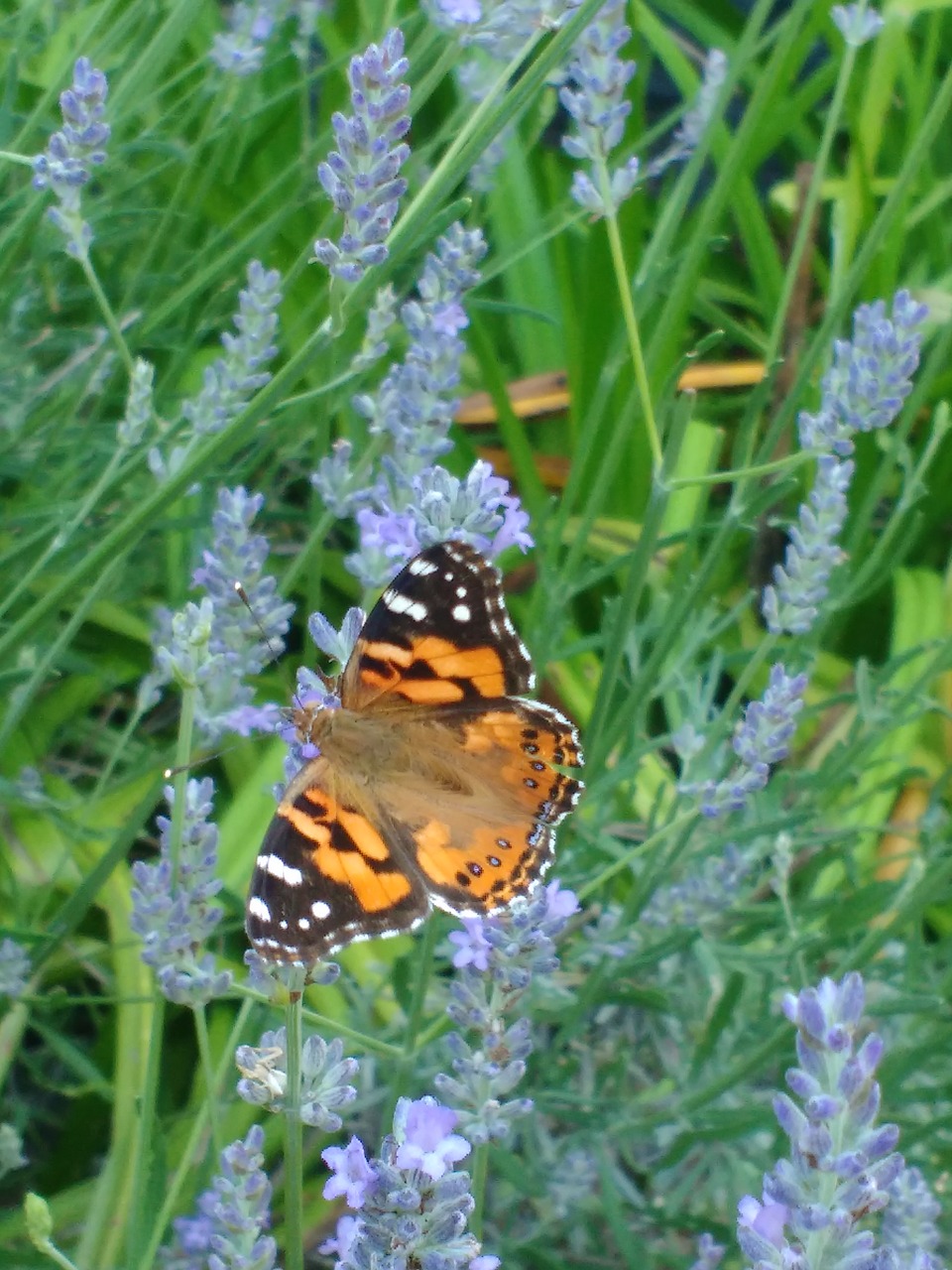 butterfly flower nature free photo