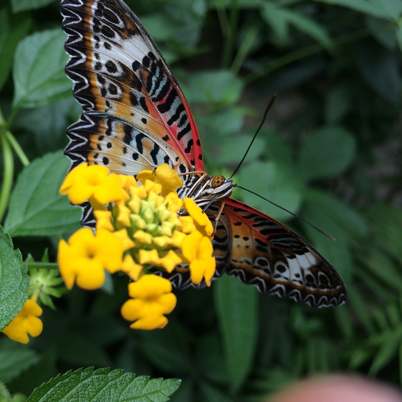 butterfly flower nature free photo