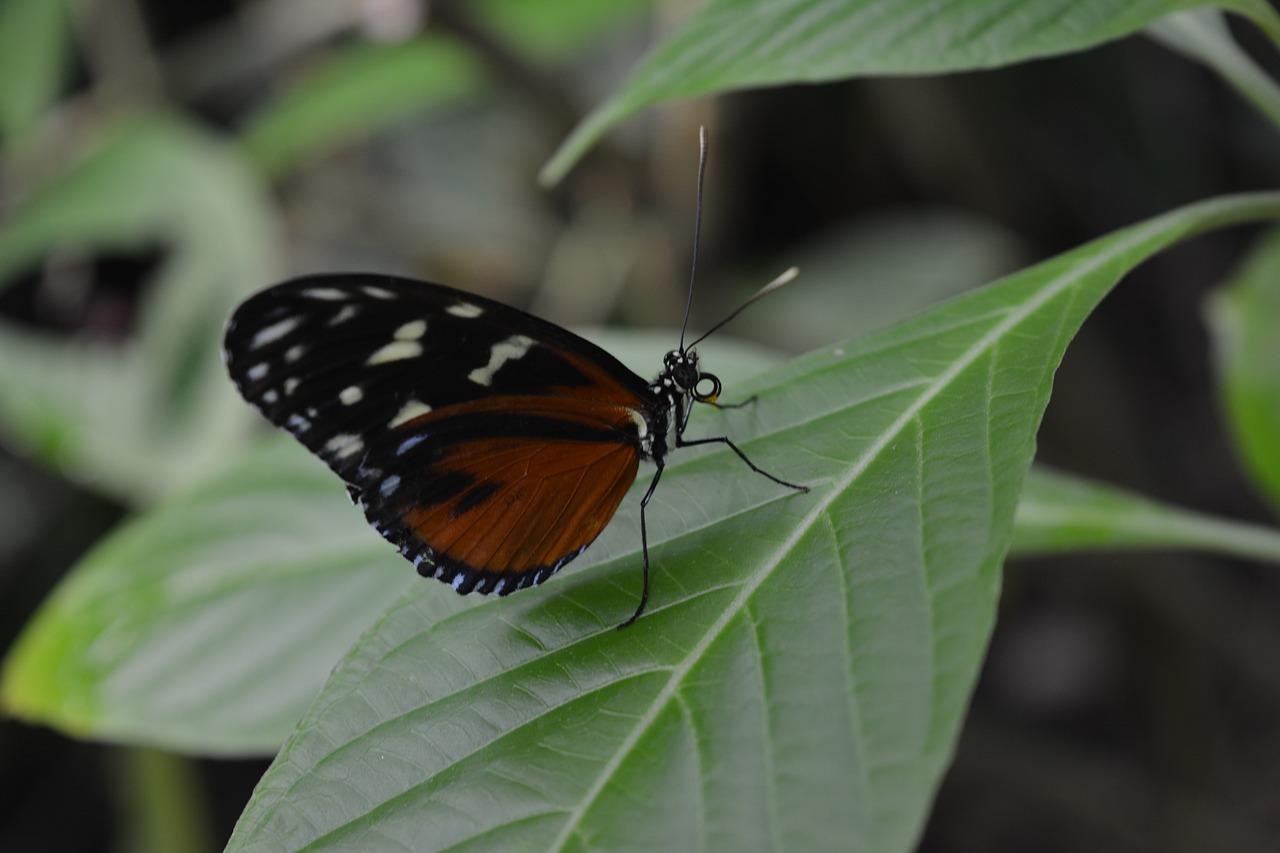 butterfly insect animal free photo