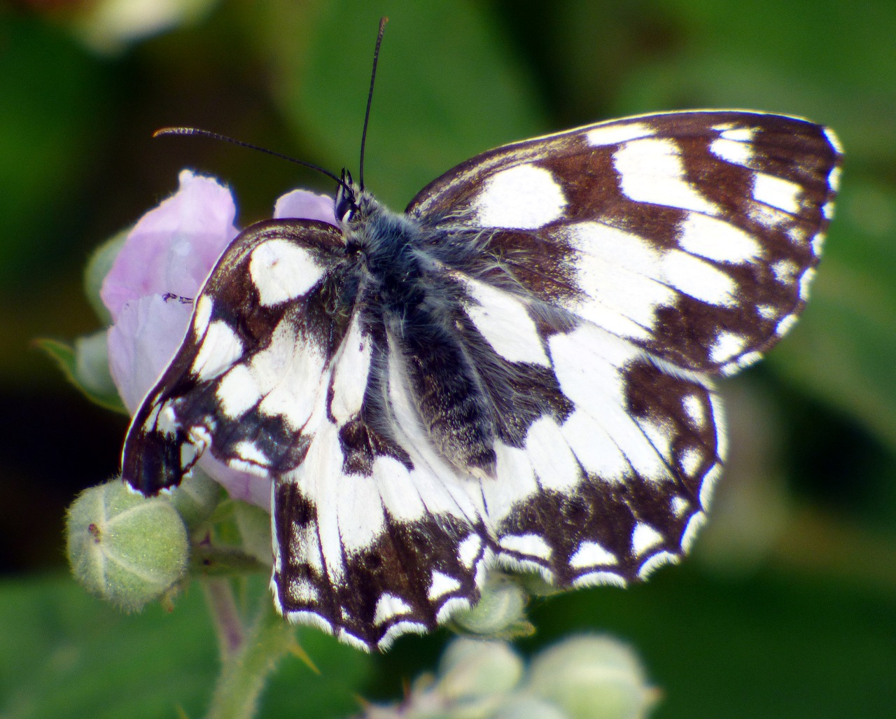 butterfly wings insect free photo