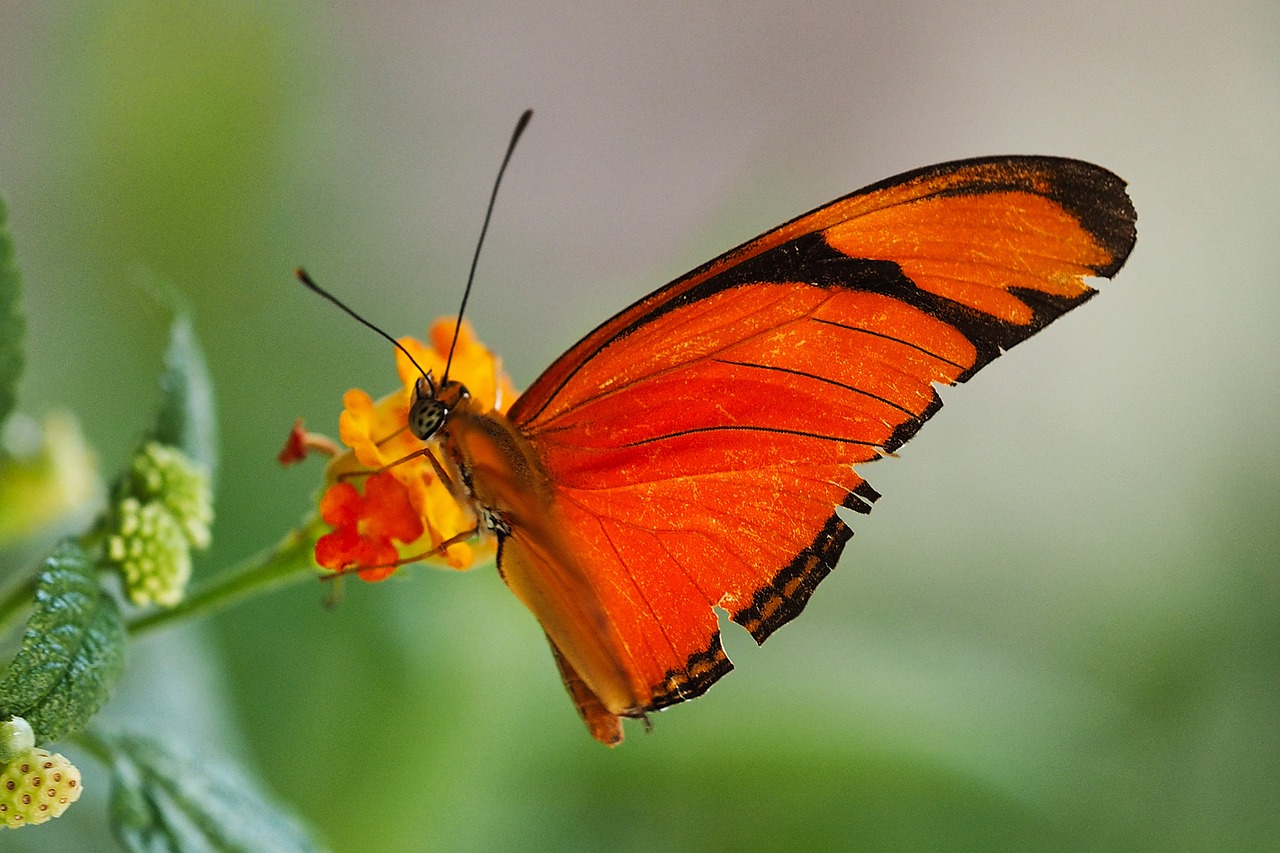 butterfly macro insect free photo