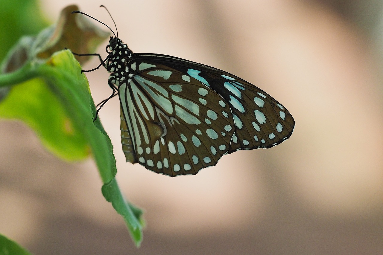 butterfly insect public record free photo