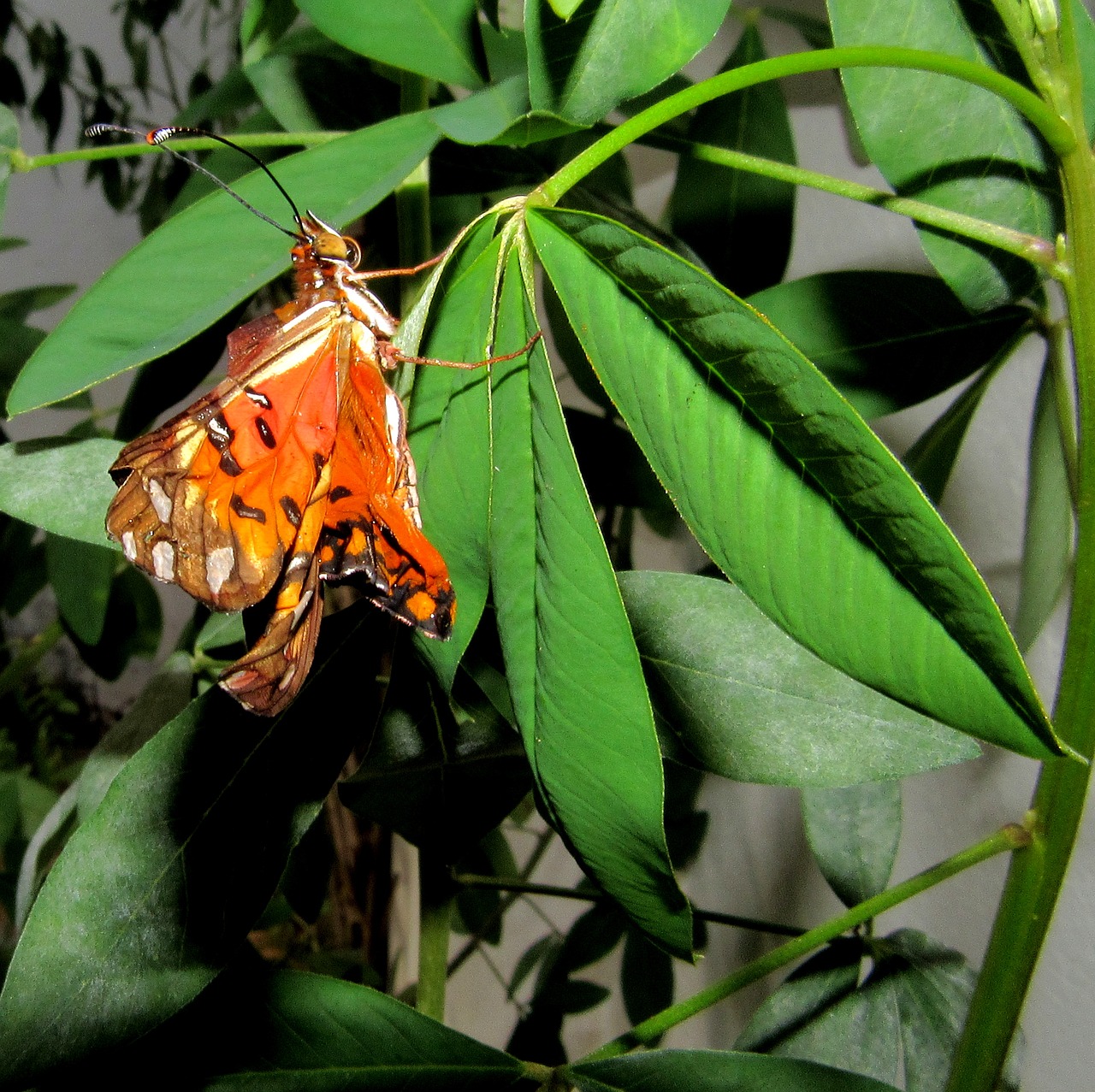 butterfly monarch arthropod free photo