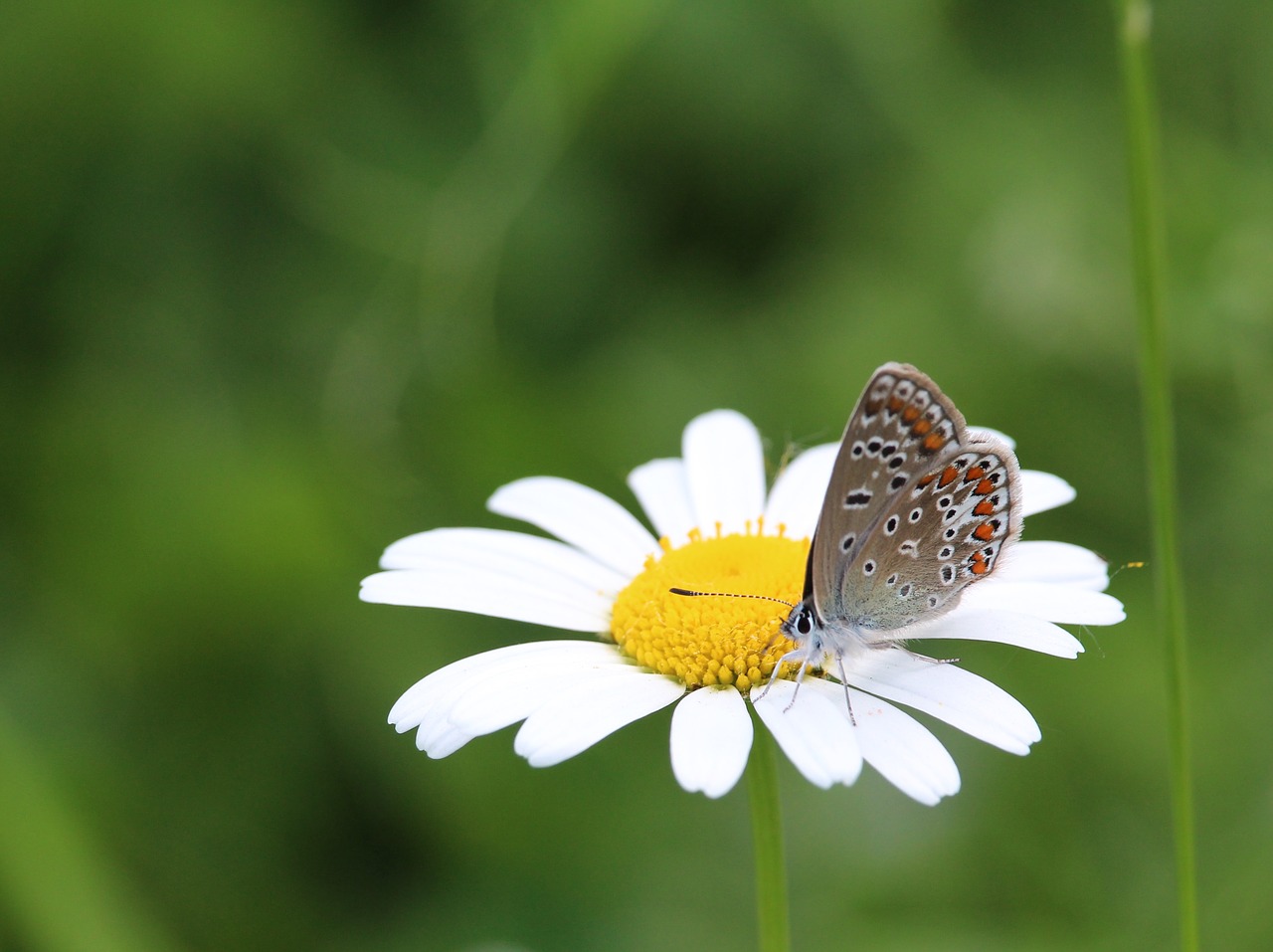 butterfly marguerite free pictures free photo