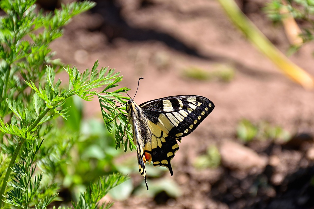 butterfly carrots herb close free photo