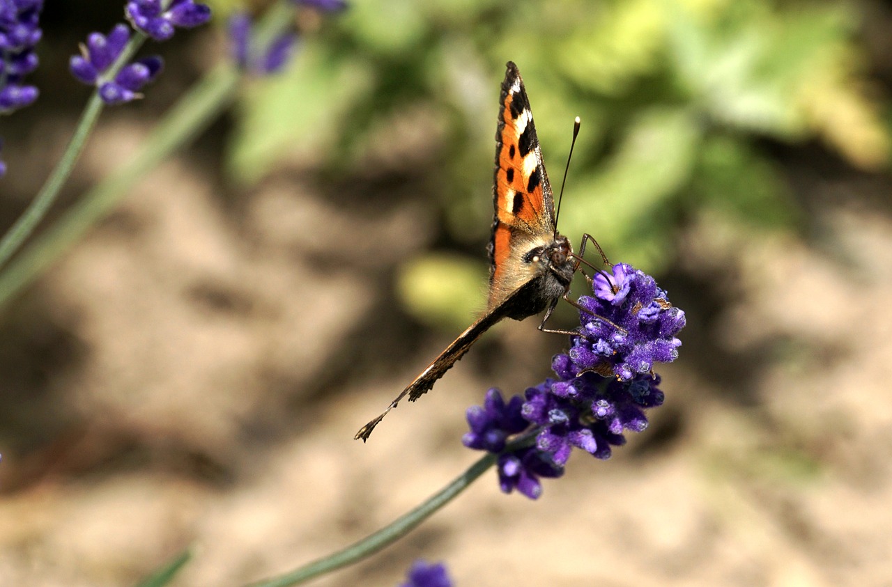 butterfly little fox insect free photo