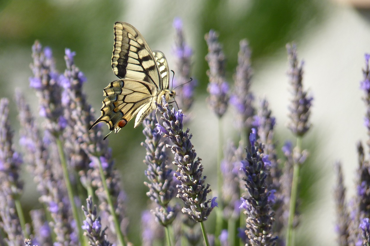 butterfly lavender flowers free photo