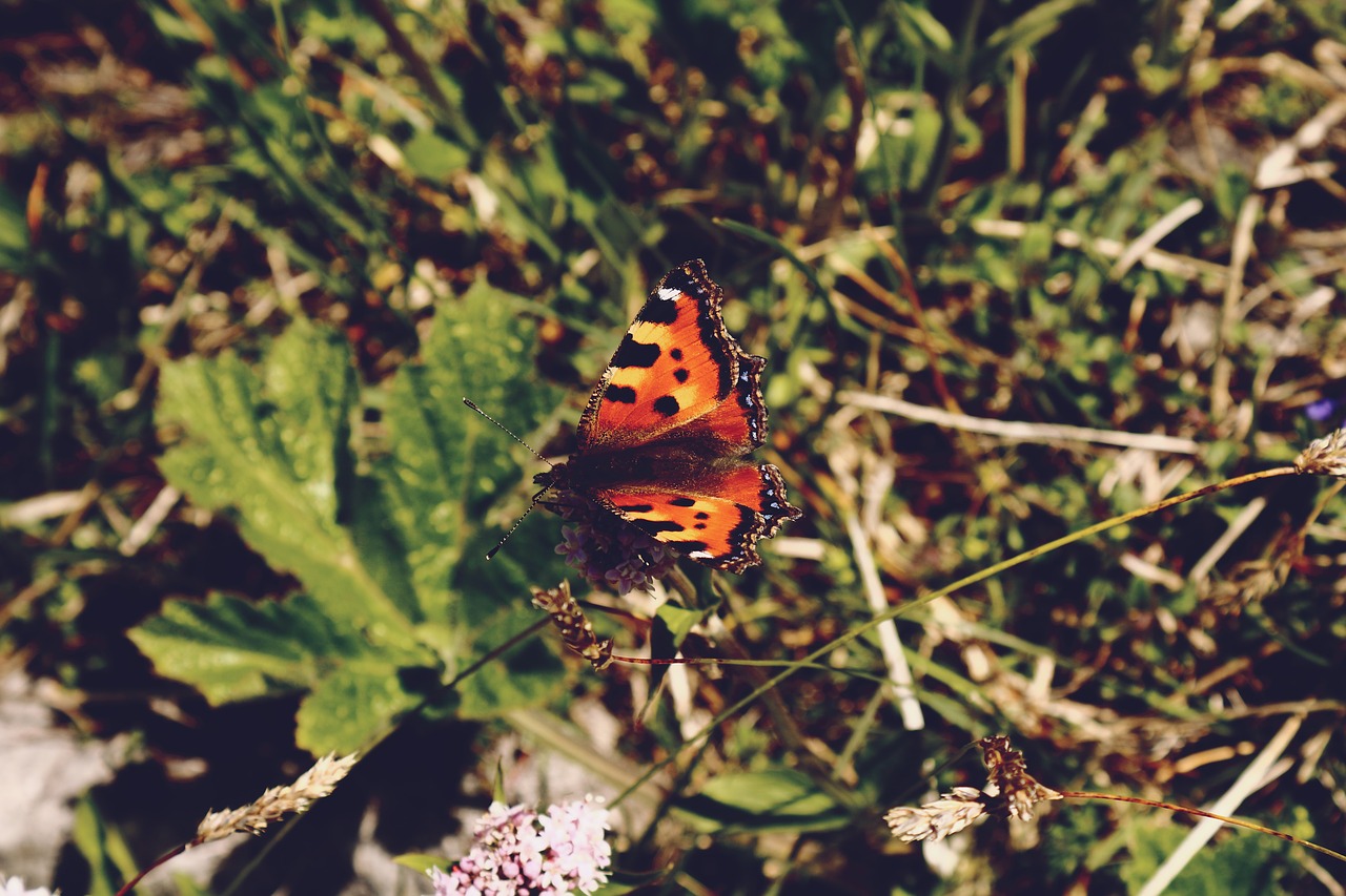 butterfly little fox nature free photo