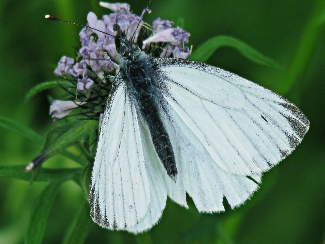 butterfly insects nature free photo