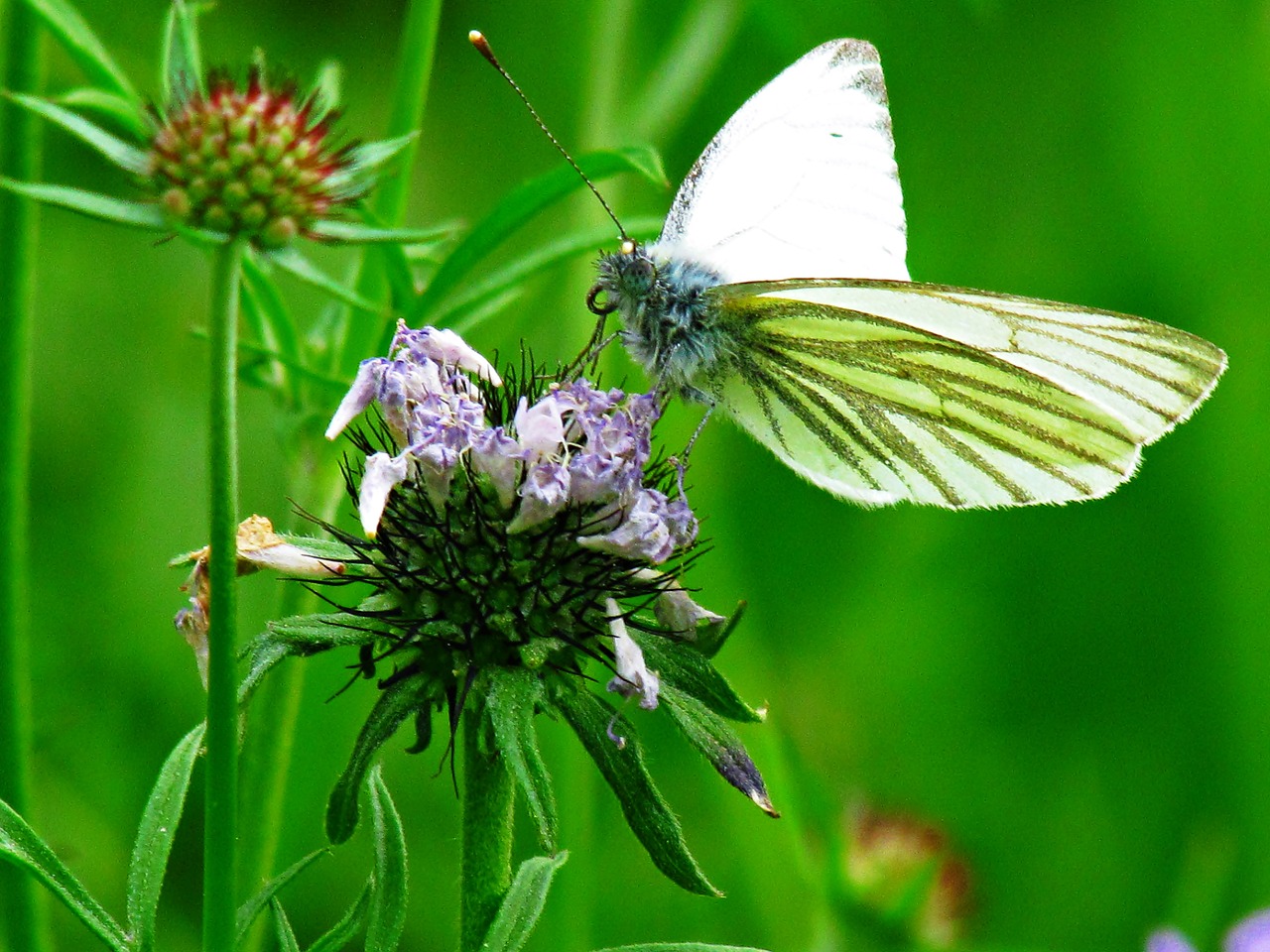 butterfly insects nature free photo