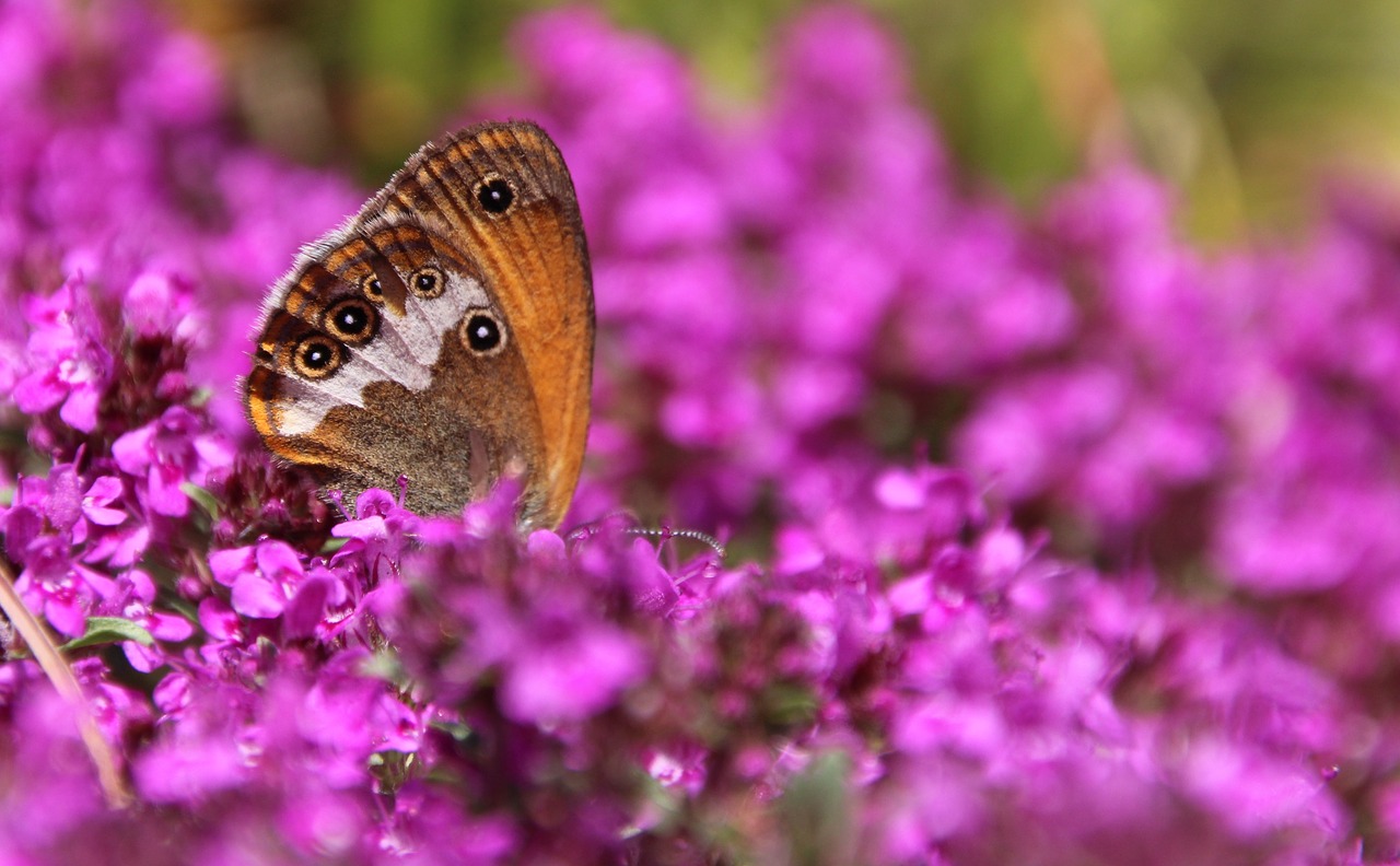 butterfly public record free pictures free photo