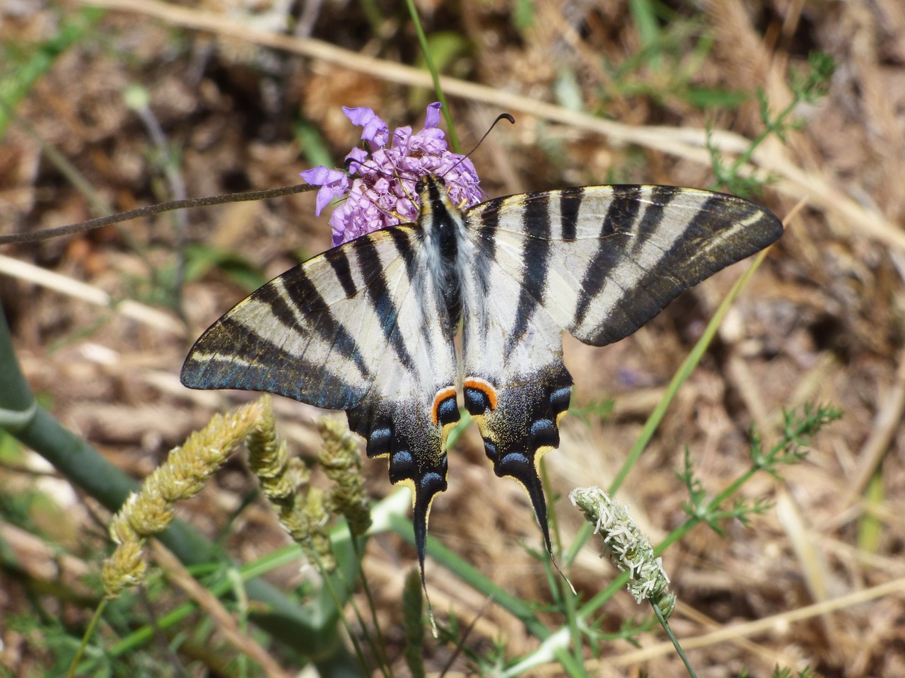 butterfly flower libar free photo