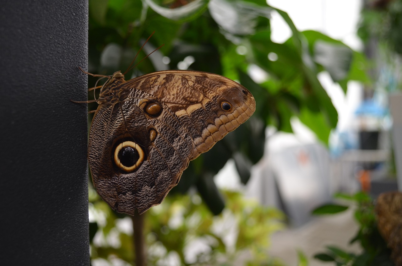 butterfly insect wing free photo