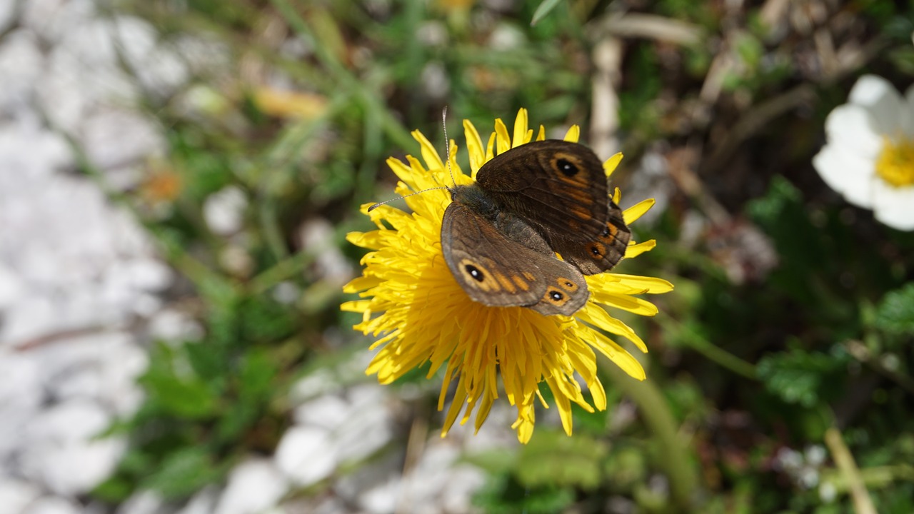 butterfly flower dandelion free photo