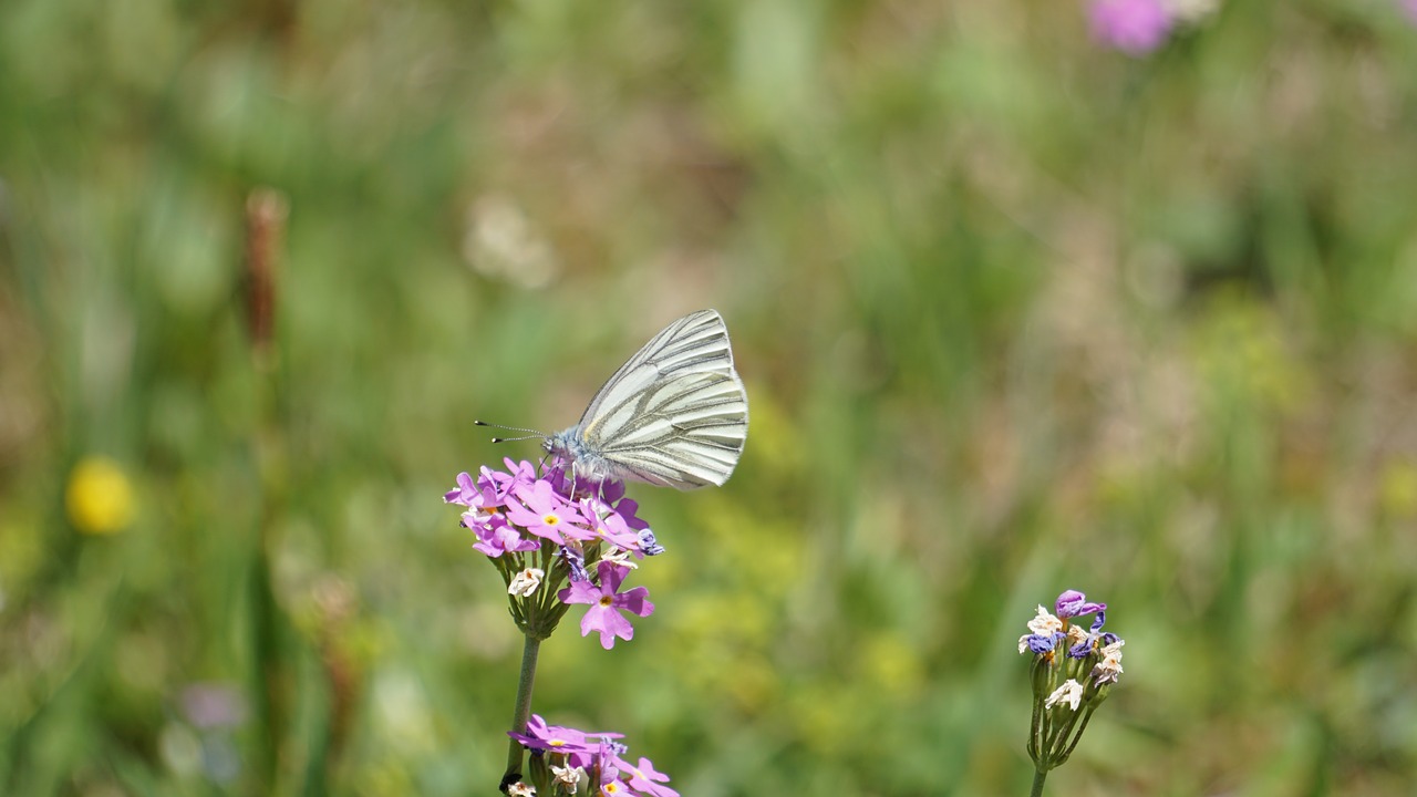 butterfly white blossom free photo