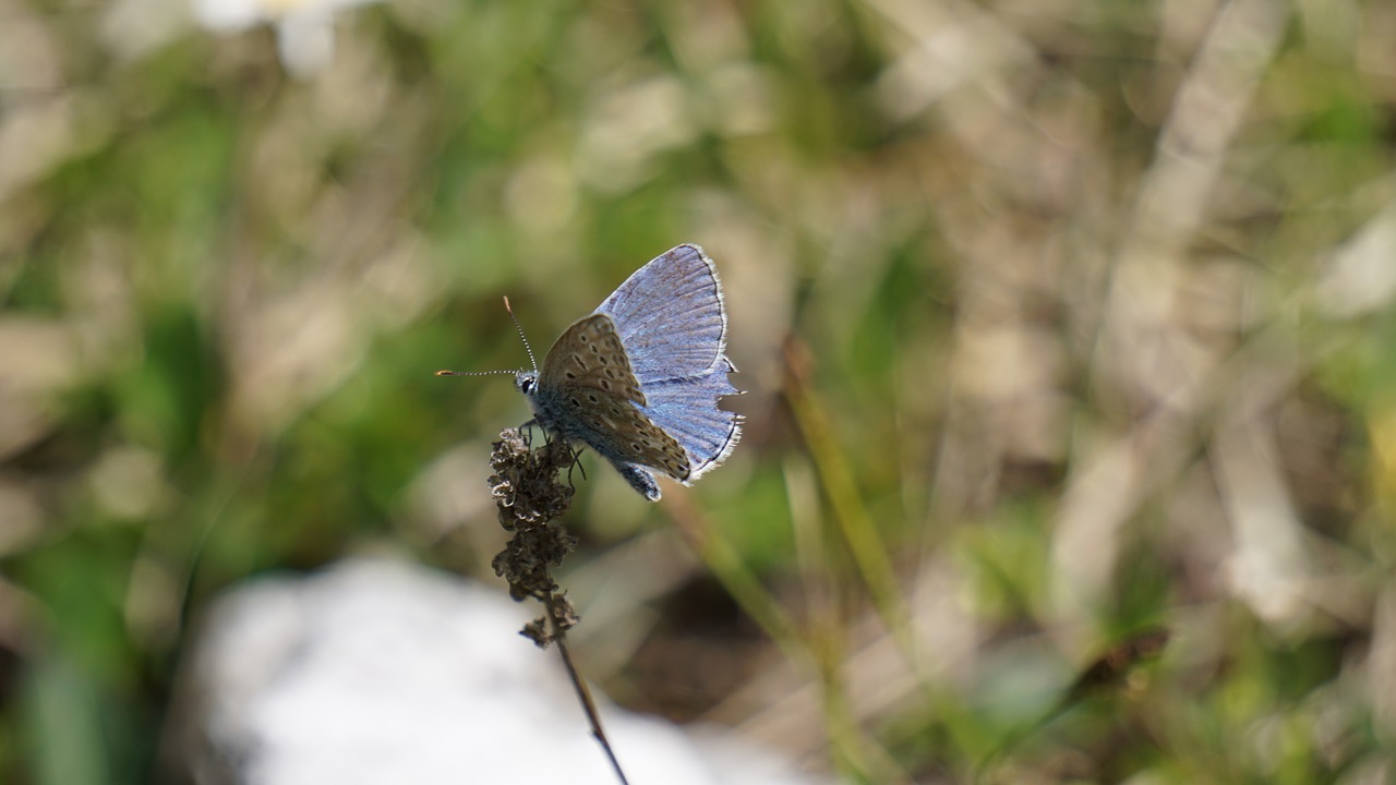 butterfly blue insect free photo